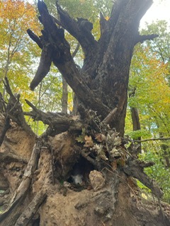 449537b2 cb9a 438e a423 40bc02e6c69f